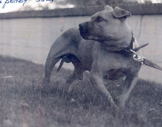 ARELLANO'S PETEY
