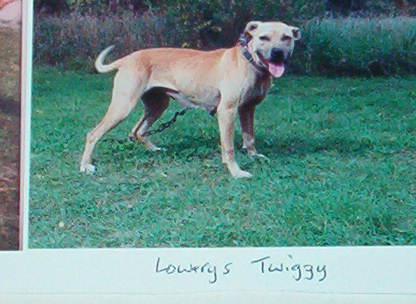 WCC'S TWIGGY (POR)