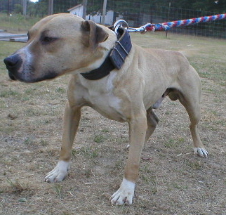 RUFF N TUFF'S BULL