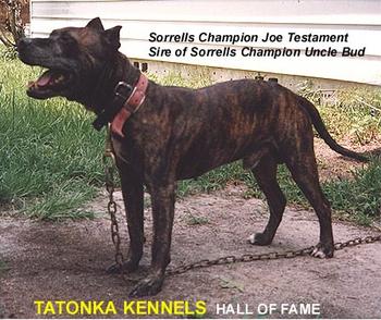 CH SORRELLS' JOE TESTIMENT