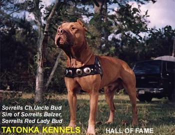 CH SORRELLS' UNCLE BUD (ROM/POR) ROM