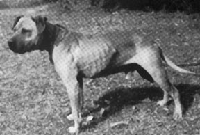 W.C.C.'S ROCKY ROM