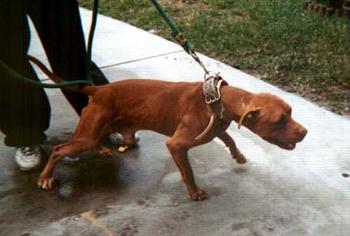 CH SUPER KENNEL'S 357 (4XW) ROM