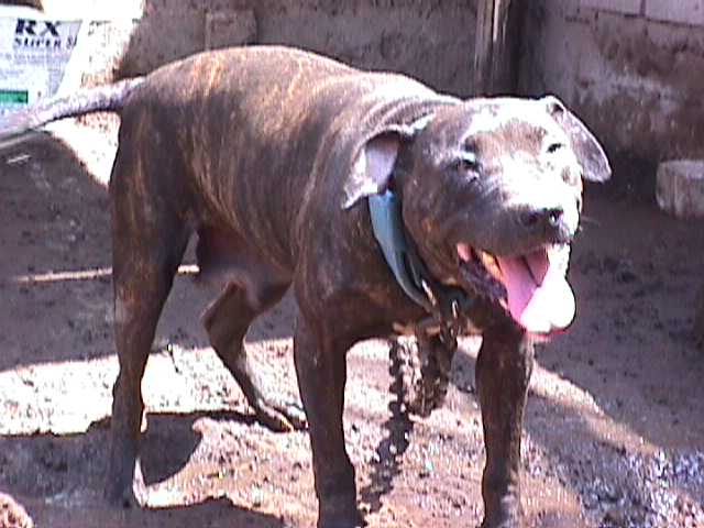 SOUTHERN KENNELS' SASSY GIRL