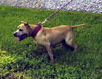 CH (CRENSHAW'S BRUTUS) AL'S BRUTE (3XW)