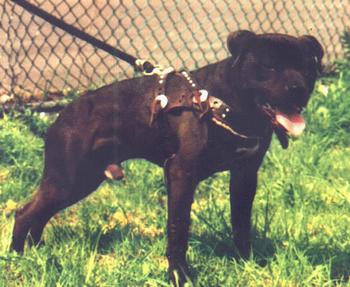 CH RCC'S BLACK PAZMANIAN JR.
