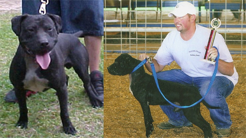 2XW BOUDREAUX BAAAD ASSSSPRESERVATION KENNELS