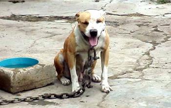 SOUTHERN KENNEL'S XUXA POR