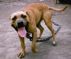 SOUTHERN KENNELS' NAPALM