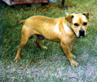CH LLOYD'S RAWHIDE (4XW)