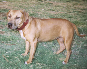 SEEK AND DESTROY KENNELS SAD DAY