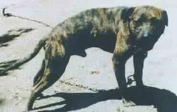 CH BUSENBARK'S SWAMP DOG ( - ) (3XW) (2XL)