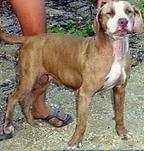 STONE CITY KENNEL'S UGLY