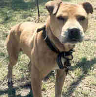 RAMSEY'S BUFORD