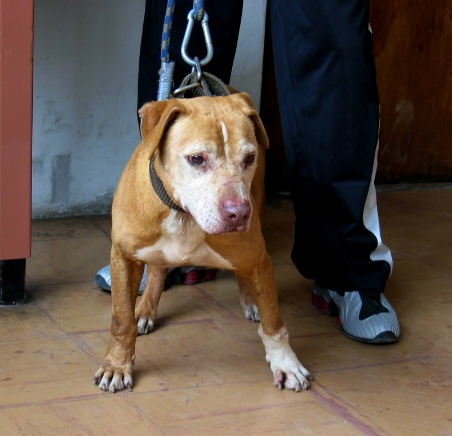 PATRICK'S INVICTO (PACHACAMAC KENNELS) POR