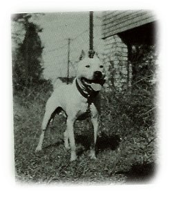 WALLACE'S KING COTTON 1XW