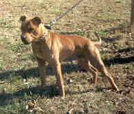 CAJUN KENNEL'S BEOWULF POR