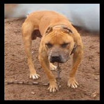 CH SORRELLS'' MUZZLE