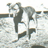 WALLACE'S SEARCY JEFF
