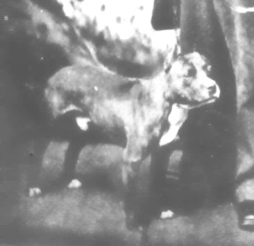 CH CHARLIE LLOYD'S PILOT