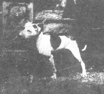 CH CHARLIE LLOYD'S PADDY