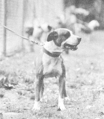 CH GIROUX' GUNNER (4XW) ROM