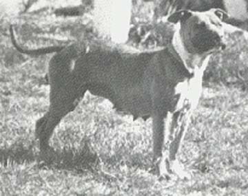 CH GREENWOOD'S OUR GAL SUNDAY (4XW) POR