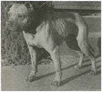 CH CLOUSE'S BUTCHER BOY (4XW)