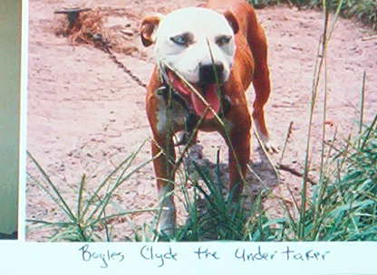 BOYLES' CLYDE THE UNDERTAKER (2XW)
