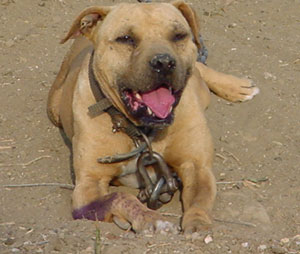 SOUTHERN KENNEL'S BAM BAM POR