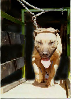 CATES' CUJO (POR)
