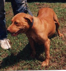 UNDERTAKER KENNELS' MISS LEAKY ROM