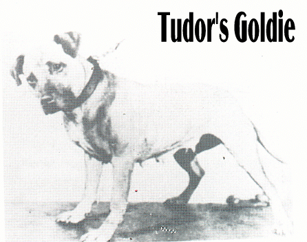 (CORVINO'S) TUDOR'S GOLDIE