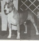 CH . CH. RUFFIAN HARPER OF HARWYN