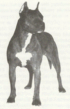 CH AKC. CH. RUFFIAN OUR TEENIE