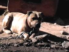 GARNER'S FAT BABY POR (1XW)