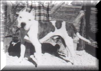 CH AKC. CH. RUFFIAN HEADLIGHT HAL