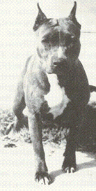 CH AKC. CH. RUFFIAN DREADNAUGHT
