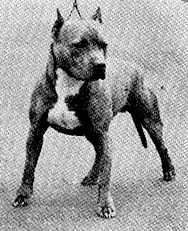 CH AKC CH GALLANT'S RUFF
