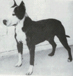 CH X-PERT BRINDLE BIFF