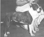 CH AKC. CH. BONNIE LOU OF ED-MAR