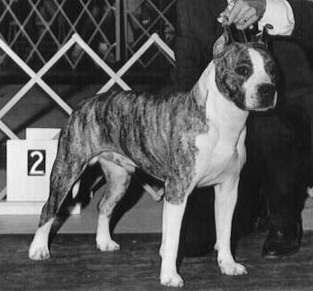 CH AKC. CH. KNIGHT CRUSADER