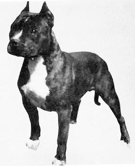 CH AKC. CH. GALLANT'S KIMBO