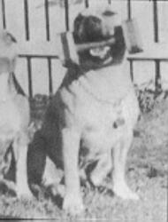 CH AKC. CH, ROSSMORE'S NAUGHTY KNIGHT COX