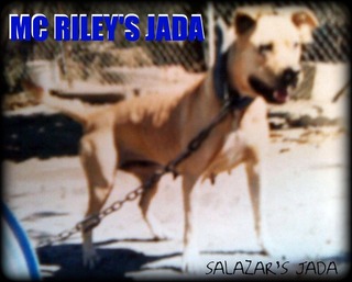 MC RILEY'S JADA (PICTURE)