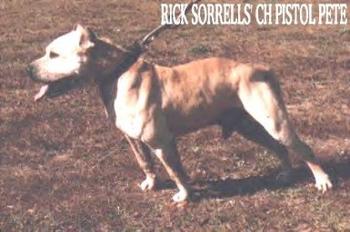 CH R. SORRELLS' PISTOL PETE (6XW) ROM