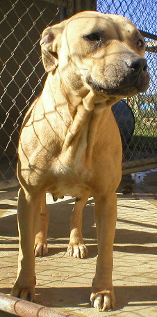 RUFF N TUFF'S LADY D