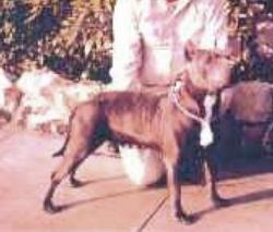 CH AKC. CH. LYLANE BLUE TANGO