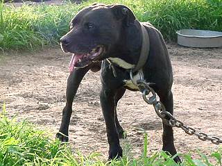 CH GR. CH. MCCOLLUM'S SPANKY (6XW) (ROM)