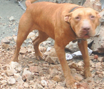 SOUTHERN KENNELS DOLLY